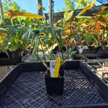 Load image into Gallery viewer, Philodendron Quercifolium, Exact Plant Ships Nationwide
