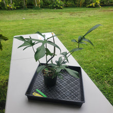 Load image into Gallery viewer, Philodendron Quercifolium x Pedatum, Exact Plant Ships Nationwide
