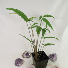 Load image into Gallery viewer, Syngonium Angustatum Little Star 4&quot; pot, Fedex 2 day*
