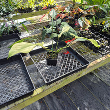 Load image into Gallery viewer, Philodendron Joepii Mint, Variegated, Exact Plant Ships Nationwide
