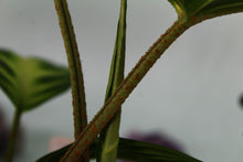 Load image into Gallery viewer, Xanthosoma Lindenii, triple plant, Exact Plant
