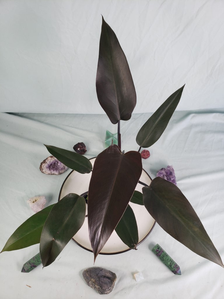 Philodendron Majesty 4