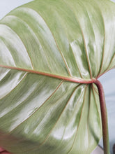 Load image into Gallery viewer, Sodiroi, exact plant, Philodendron, ships nationwide
