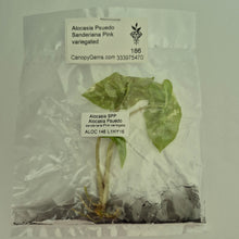 Load image into Gallery viewer, Alocasia Pseudo Sanderiana Pink variegated tissue culture 2DayAir
