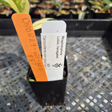 Load image into Gallery viewer, Rhaphidophora Lobbii Variegated exact plant, Fedex 2day*
