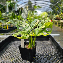 Load image into Gallery viewer, Monstera Adansonii Aurea, Exact Plant Variegated
