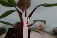 Load image into Gallery viewer, Variegated Philodendron Strawberry Shake Exact Plant Ships nationwide
