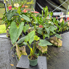 Load image into Gallery viewer, Anthurium Shibori, Exact Plant Variegated Ships Nationwide
