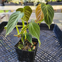 Load image into Gallery viewer, Philodendron Splendid, Exact Plant Ships Nationwide
