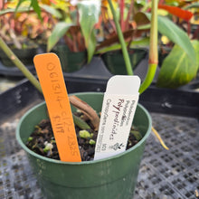 Load image into Gallery viewer, Philodendron Polypodioides, Exact Plant Ships Nationwide
