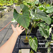 Load image into Gallery viewer, Anthurium Decipiens, Exact Plant Ships Nationwide
