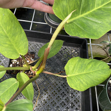 Load image into Gallery viewer, Philodendron Jungle Fever Mint Variegated exact plant, Fedex 2day

