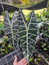 Load image into Gallery viewer, Alocasia Amazonica Large Form Pink Variegated, exact plant, not Polly, Fedex2day
