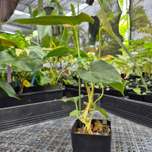 Load image into Gallery viewer, Anthurium Papillilaminum Fort Sherman X Ralph Lynam,Exact Plant Ships Nationwide
