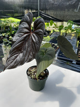 Load image into Gallery viewer, Anthurium Moodeanum, Exact Plant
