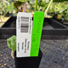Load image into Gallery viewer, Monstera Deliciosa White Monster , Exact Plant Variegated Ships Nationwide
