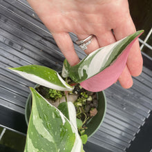 Load image into Gallery viewer, Philodendron White Princess Variegated exact plant, Fedex 2day*
