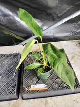 Load image into Gallery viewer, Anthurium Spectabile, Exact Plant Ships Nationwide

