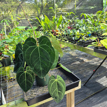 Load image into Gallery viewer, Anthurium Ace of Spades, Exact Plant Ships Nationwide
