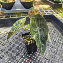 Load image into Gallery viewer, Alocasia Sedenii Aurea Variegated, Exact Plant Ships Nationwide
