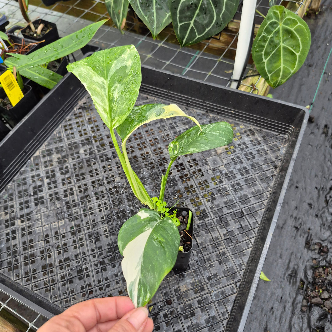 Monstera Lechleriana , Exact Plant Variegated Ships Nationwide