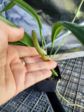 Load image into Gallery viewer, Anthurium Bakeri, Exact Plant Ships Nationwide
