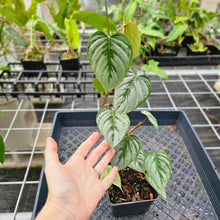 Load image into Gallery viewer, Philodendron Sodiroi True Form, Exact Plant Ships Nationwide
