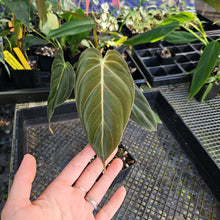 Load image into Gallery viewer, Philodendron Melanochrysum, Exact Plant Ships Nationwide

