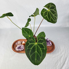 Load image into Gallery viewer, Anthurium Magnificum X Crystalinum, Exact Plant
