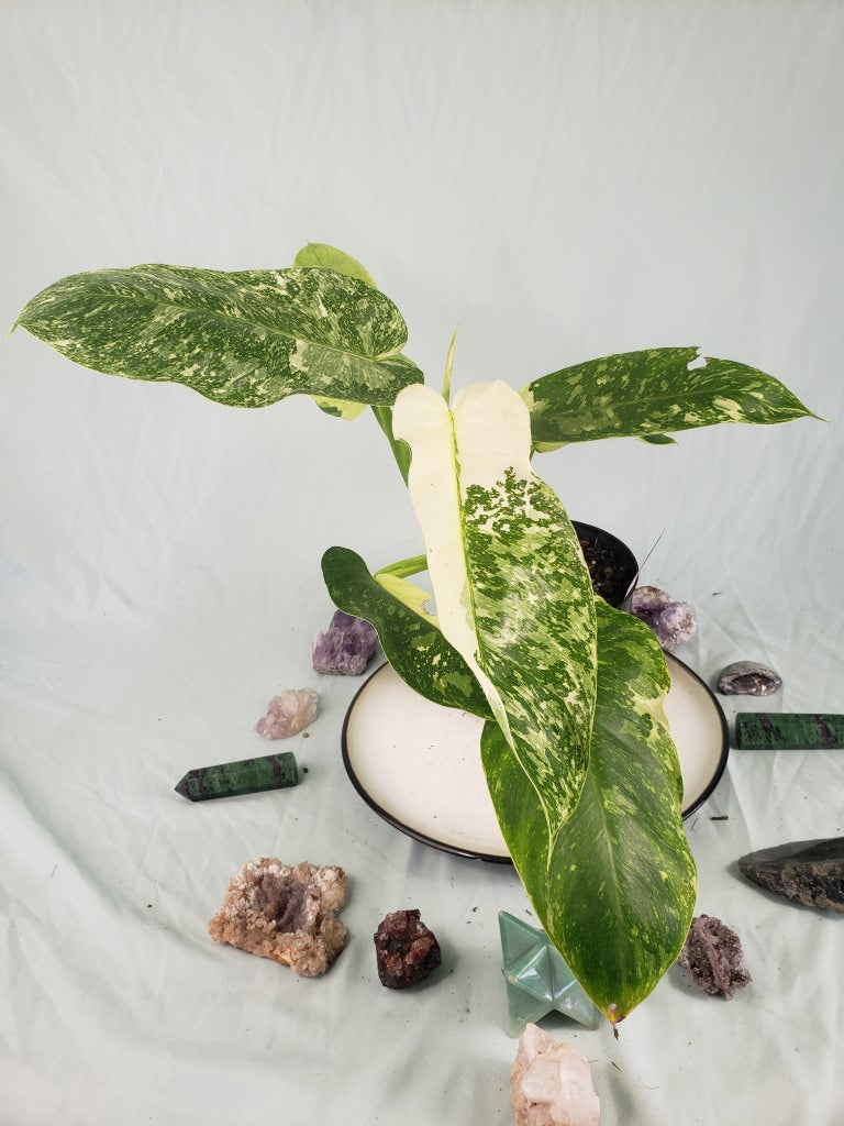Jose Buono, Exact Plant, variegated Philodendron