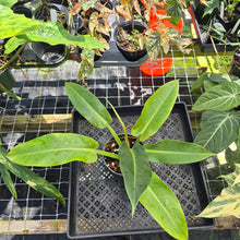 Load image into Gallery viewer, Philodendron Giant Orlando, Exact Plant Ships Nationwide
