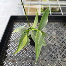 Load image into Gallery viewer, Philodendron Hastatum Silver Sword, Exact Plant Variegated Ships Nationwide
