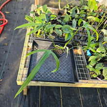Load image into Gallery viewer, Philodendron Holtonianum, Exact Plant 4&#39;&#39; pot Ships Nationwide
