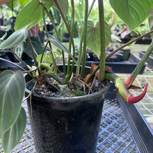 Load image into Gallery viewer, Philodendron Gloriosum, Pink Veined Back, Exact Plant Large Multi pot
