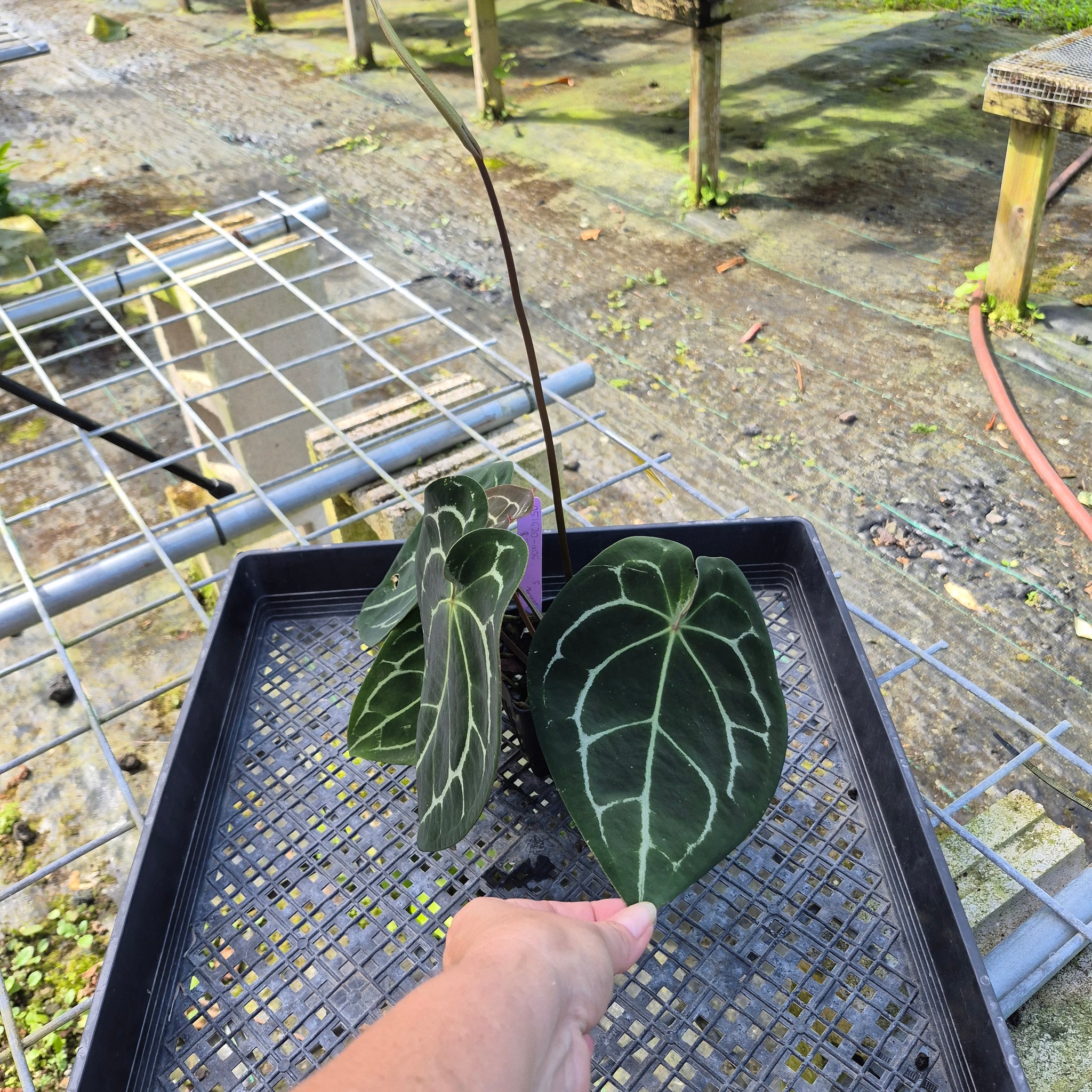 Anthurium Besseae AFF x Forgettii White Stripe, Exact Plant  Canopy Gems