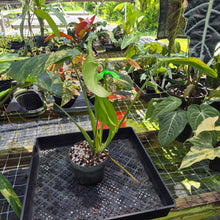 Load image into Gallery viewer, Monstera marilyn variegated, Exact Plant Ships Nationwide.
