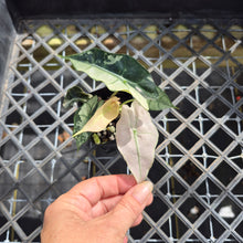 Load image into Gallery viewer, Alocasia polly snowflake pink variegated, Exact Plant Ships Nationwide.
