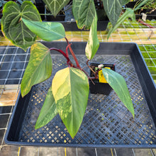 Load image into Gallery viewer, Philodendron Strawberry Shake, Exact Plant Variegated Ships Nationwide
