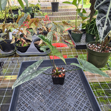 Load image into Gallery viewer, Alocasia Simpo Albo, Exact Plant, Ships Nationwide
