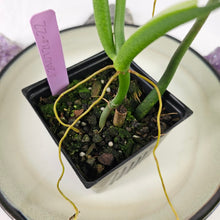 Load image into Gallery viewer, Philodendron Panduriforme, Exact Plant Ships Nationwide
