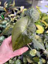 Load image into Gallery viewer, Alocasia Wentii Aurea variegated 2.5" pot, Fedex 2day*
