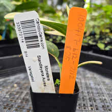 Load image into Gallery viewer, Monstera Standleyana Aurea, Exact Plant Variegated Ships Nationwide
