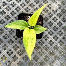 Load image into Gallery viewer, Anthurium Vittarifolium , Exact Plant Variegated Ships Nationwide

