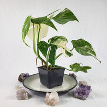 Load image into Gallery viewer, Monstera Borsigiana Albo Deliciosa, Exact Plant Variegated Ships Nationwide
