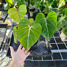 Load image into Gallery viewer, Philodendron Gloriosum, Pink Veined Back, Exact Plant Ships Nationwide
