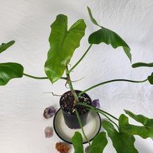 Load image into Gallery viewer, Philodendron Simmondsii, Exact Plant
