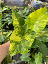 Load image into Gallery viewer, Alocasia Gageana Aurea Variegated 4" pot, Fedex 2day*
