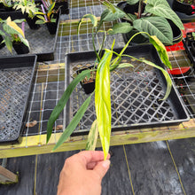 Load image into Gallery viewer, Philodendron Holtonianum Variegated, Exact Plant Ships Nationwide
