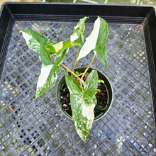 Load image into Gallery viewer, Epipremnum Pinnatum Albo, Exact Plant Variegated
