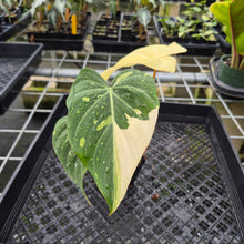 Load image into Gallery viewer, Philodendron Gloriosum variegated type 2, exact plant, Fedex 2day*
